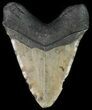 Fossil Megalodon Tooth - Huge Tooth #66131-2